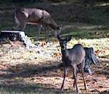 Keweenaw deer