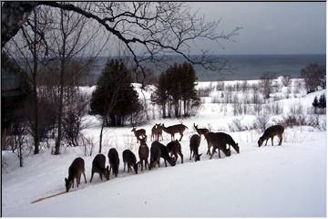 A herd of deer by the Lake