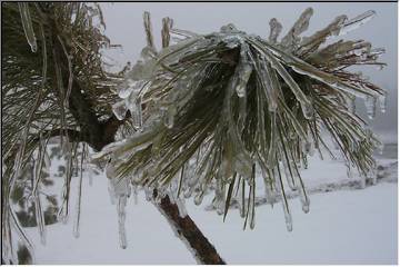 Ice on the pine....