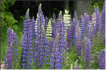 Lupins near Gay