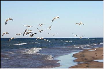 Gulls at Superior