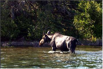 Pasty Cam shoots a moose