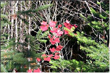 Final leaves of Autumn