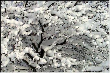 Snowy blossoms