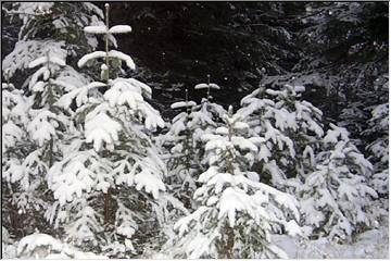 Quiet Keweenaw woods