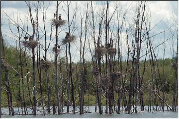 Bird condos