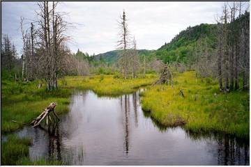 Keweenaw wetlands