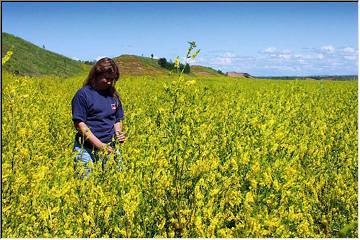 Sea of yellow