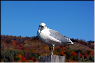 Hello bouys and gulls