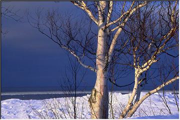 Naked Birches near Copper Harbor