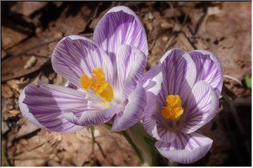 Hocus Crocus