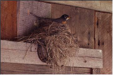 U.P. is for the birds