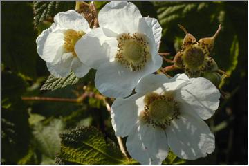 Thimbleberry blooms