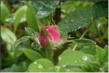 After a summer shower