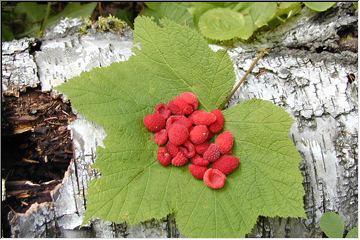 Thimbleberries!