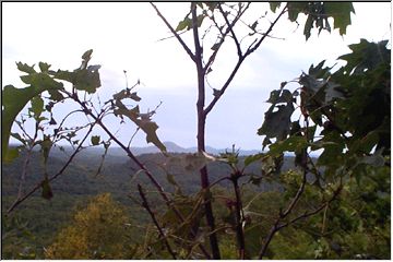 Through the leaves