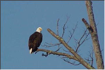 Keeping watch