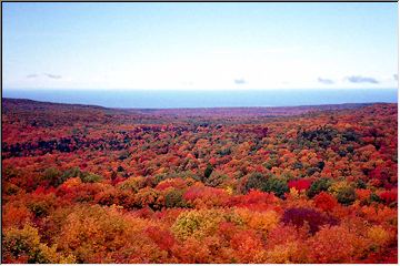 Sea of colorful trees