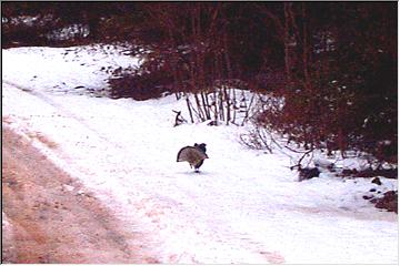 Keweenaw bird walk