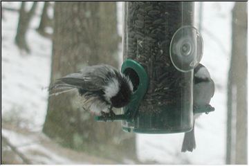 Icy feathered friends