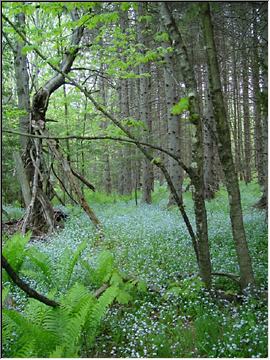 Forest floor