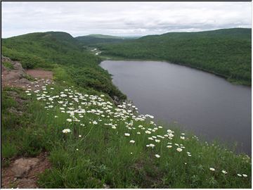 Daisies with a view