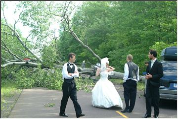 Tree down near Dreamland