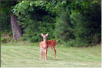 6 legged deer