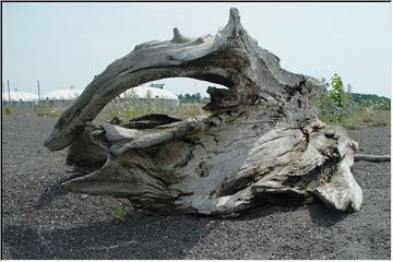 Dinosaur skull?