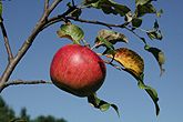 Early fall fruit