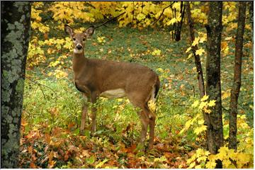 Z-man shoots his deer