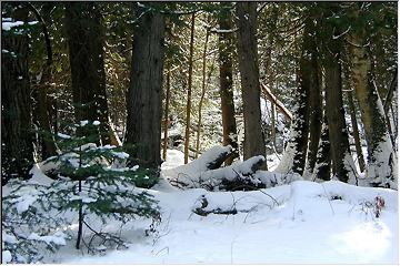 Peaceful forest, by Doug Smith