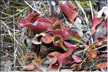 Pitcher plants