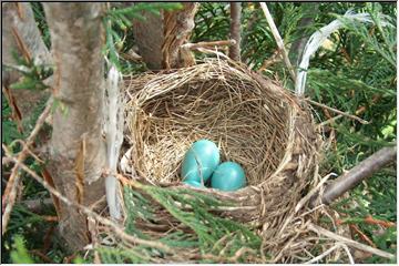 Maternity ward