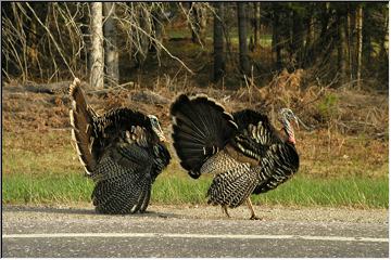 Turkey travelers