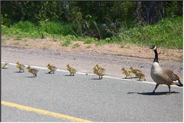 Feathered family