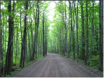 Covered Road