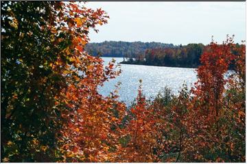 Autumn scene