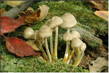 Forest Fungi