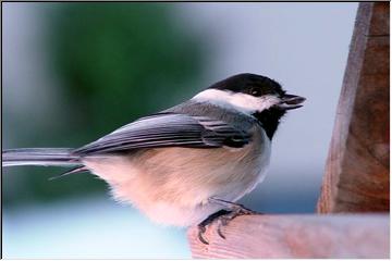 Friendly Feeder