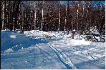 Fox crossing