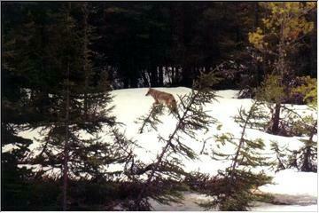 U.P. Canis latrans