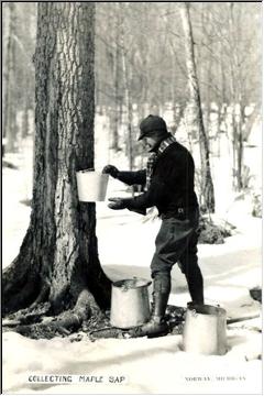 Sap collecting