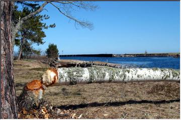 Tasty birch