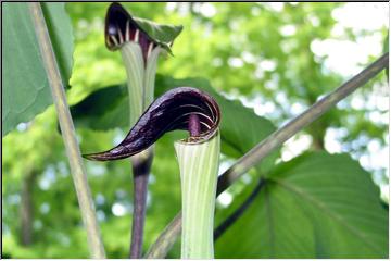 Arisaema triphyllum