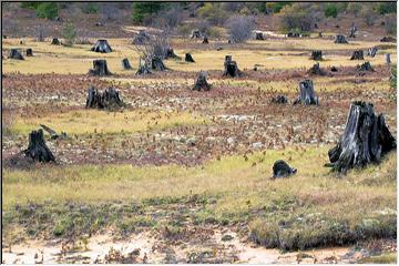 Stump harvest