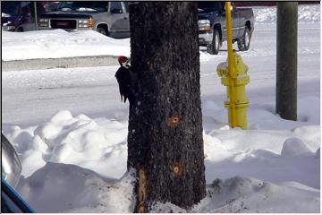 Tree inspector