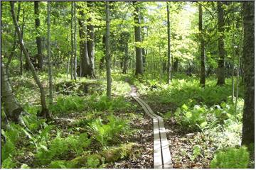 Two track trail