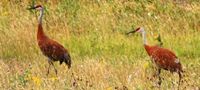 Sandhill cranes