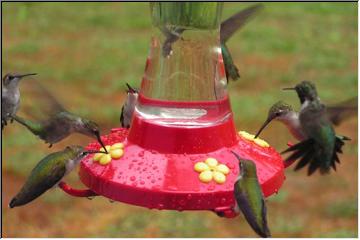 Hummer convention